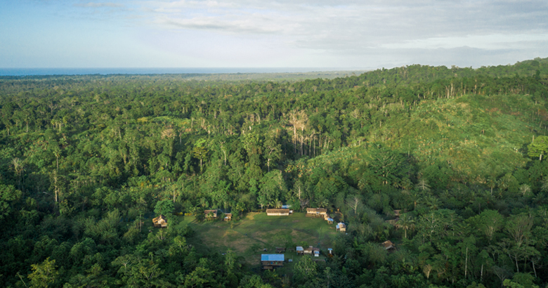 Jungle landscape with green trees and a small hut