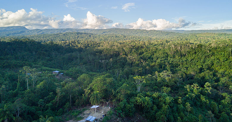 Jungle landscape with green trees and a small hut